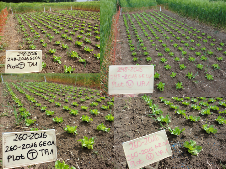 Rotational study - Lettuce crop // Etude rotation - Laitue