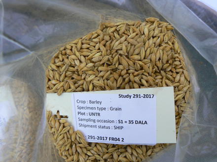 Barley grain specimen