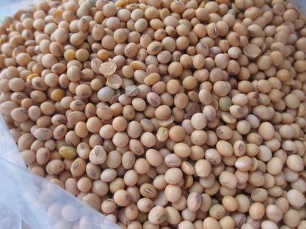Soybean seeds // Graines de soja