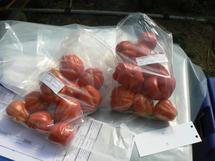 Tomato specimen