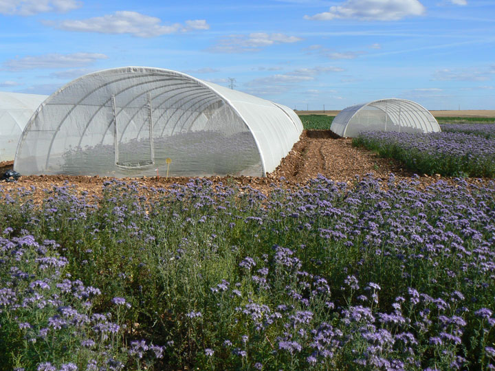 tunnel-phacelia1.tunnel-phacelie1