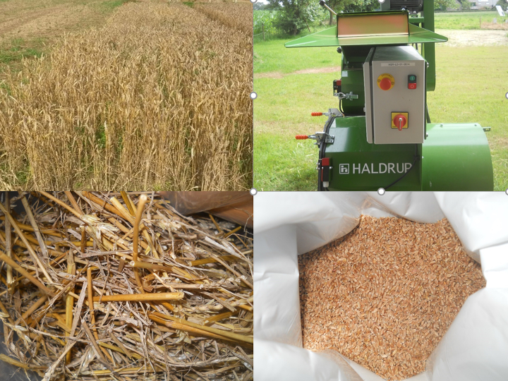 Rotational study - Wheat sampling // Etude rotation - prélèvement de blé