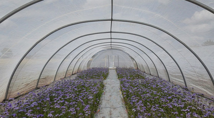 Intérieur tunnel phacelia 2025