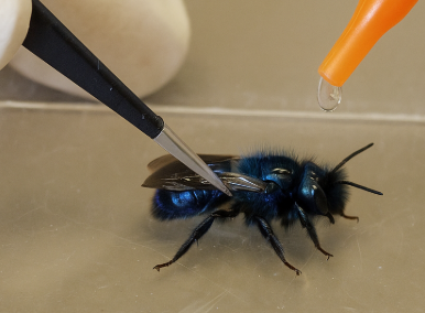 New OECD Guideline 254 – Mason Bees (Osmia sp.)