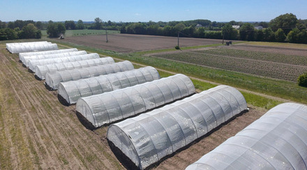 Tunnels en ligne sur phacelia 2025